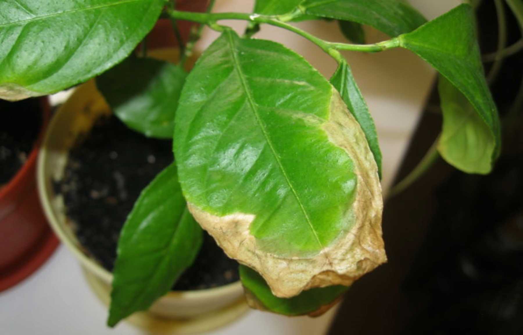 Почему у мандарина желтеют листья и что делать, болезни и вредители дерева