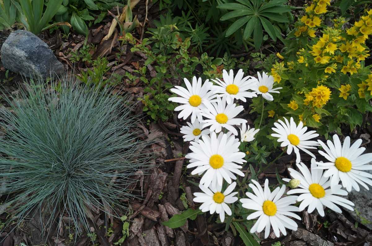 Нивяник: садовая ромашка, как поливать и как продлить цветение, где растет и как выглядит фото, описание цветка, выбор места посадки