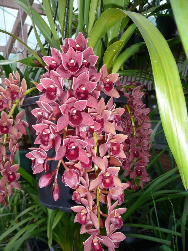 Орхидея цимбидиум: как ухаживать в домашних условиях