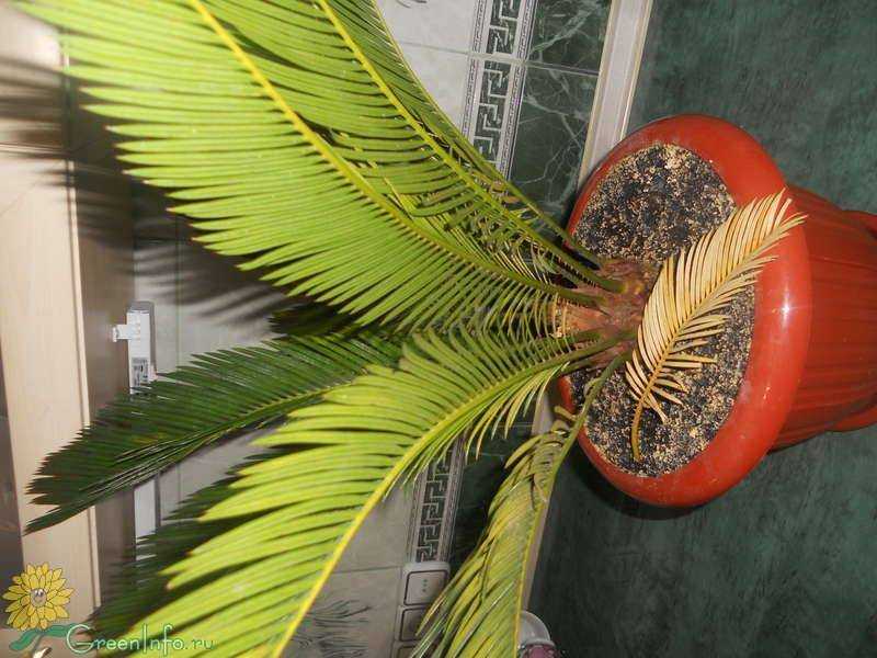 Всё о пальме цикас, уходе в домашних условиях: желтеют листья, не выпускает новые