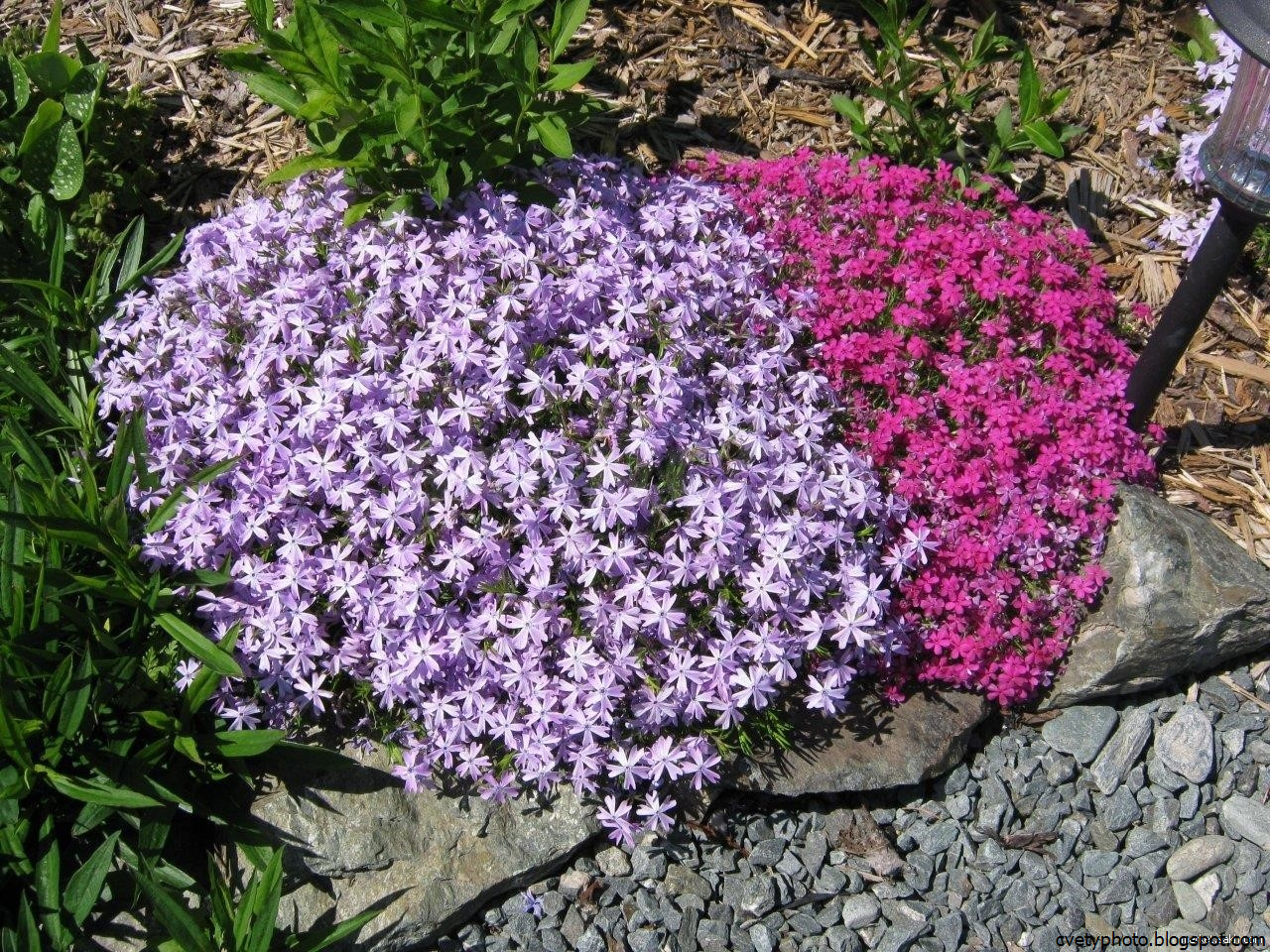 Декоративные растения: самые красивые цветы-многолетники для сада, неприхотливые долгоцветущие для дачи

 - 36 фото