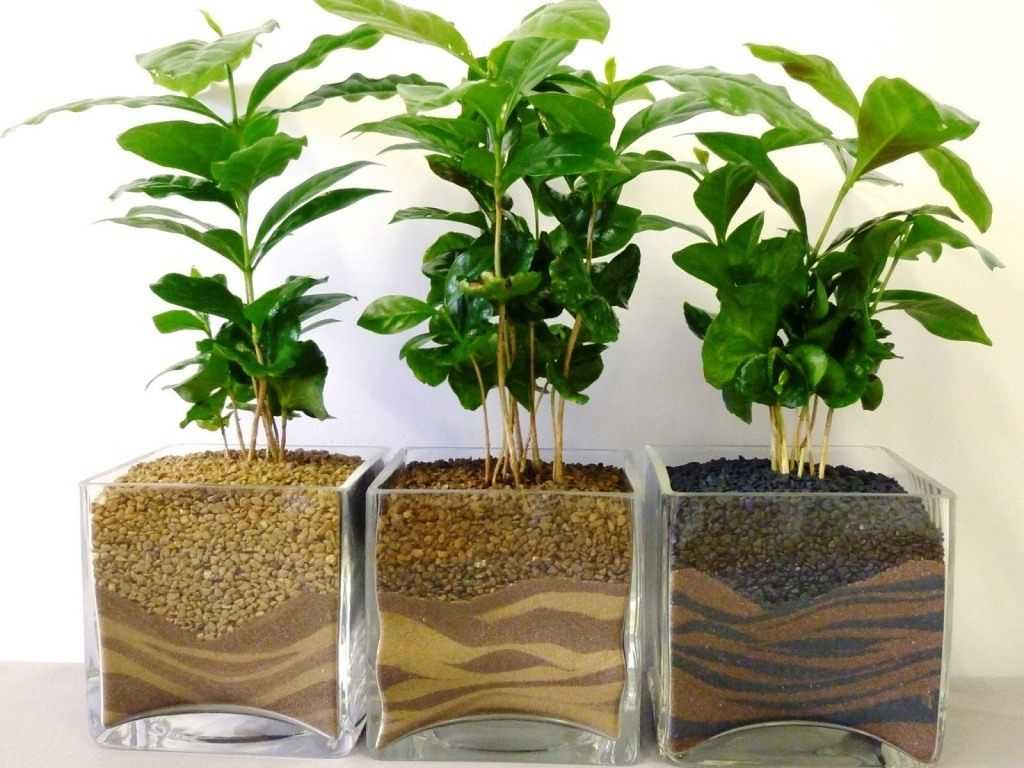 Кофейное дерево — выращивание и уход в домашних условиях, фото видов