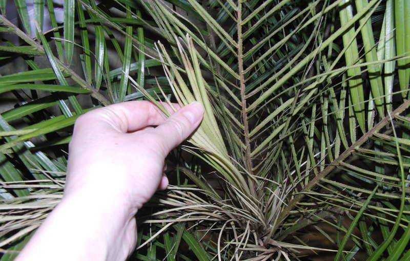 Домашние пальмы: фото разновидностей и названия видов, а так же полезные видео и советы по уходу