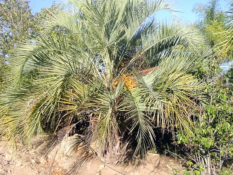 Какой плод растет на пальме. виды пальмовых растений