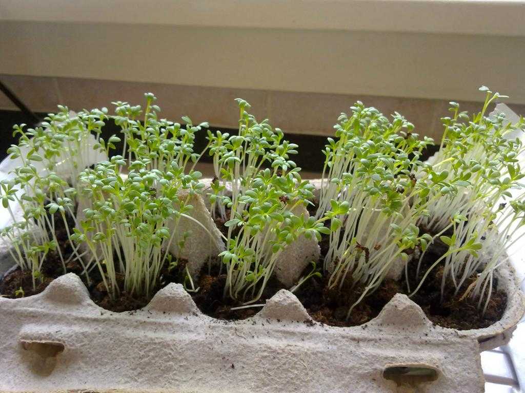 Выращивание салата на подоконнике зимой