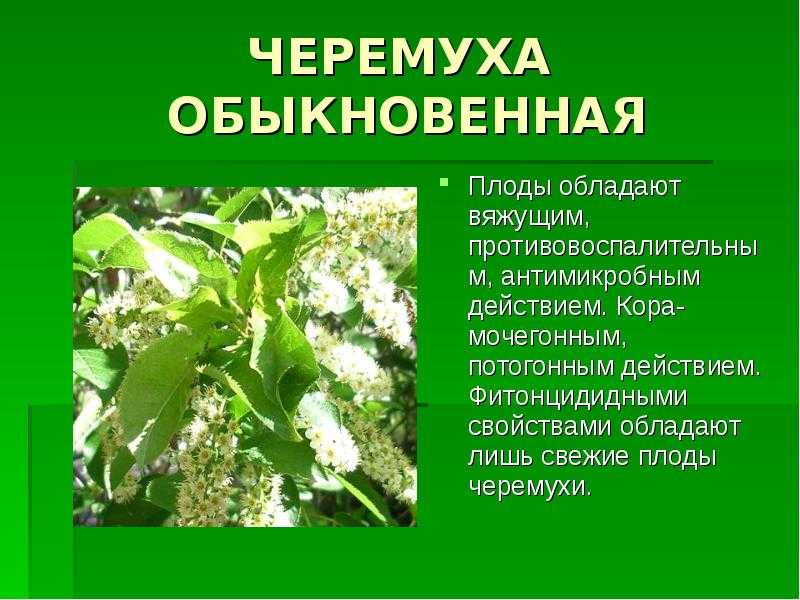 Черемуха: полезные свойства и противопоказания, применение, рецепты в домашних условиях medistok.ru - жизнь без болезней и лекарств