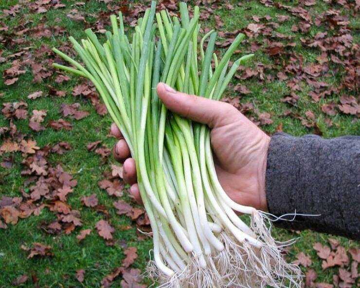 Многолетний лук: выращивание и уход (фото), на зелень – сорта, как подготовить к зиме