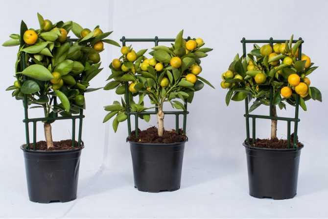 Цитрофуртунелла или каламондин: уход в домашних условиях за тропическим растением с яркими оранжевыми плодами