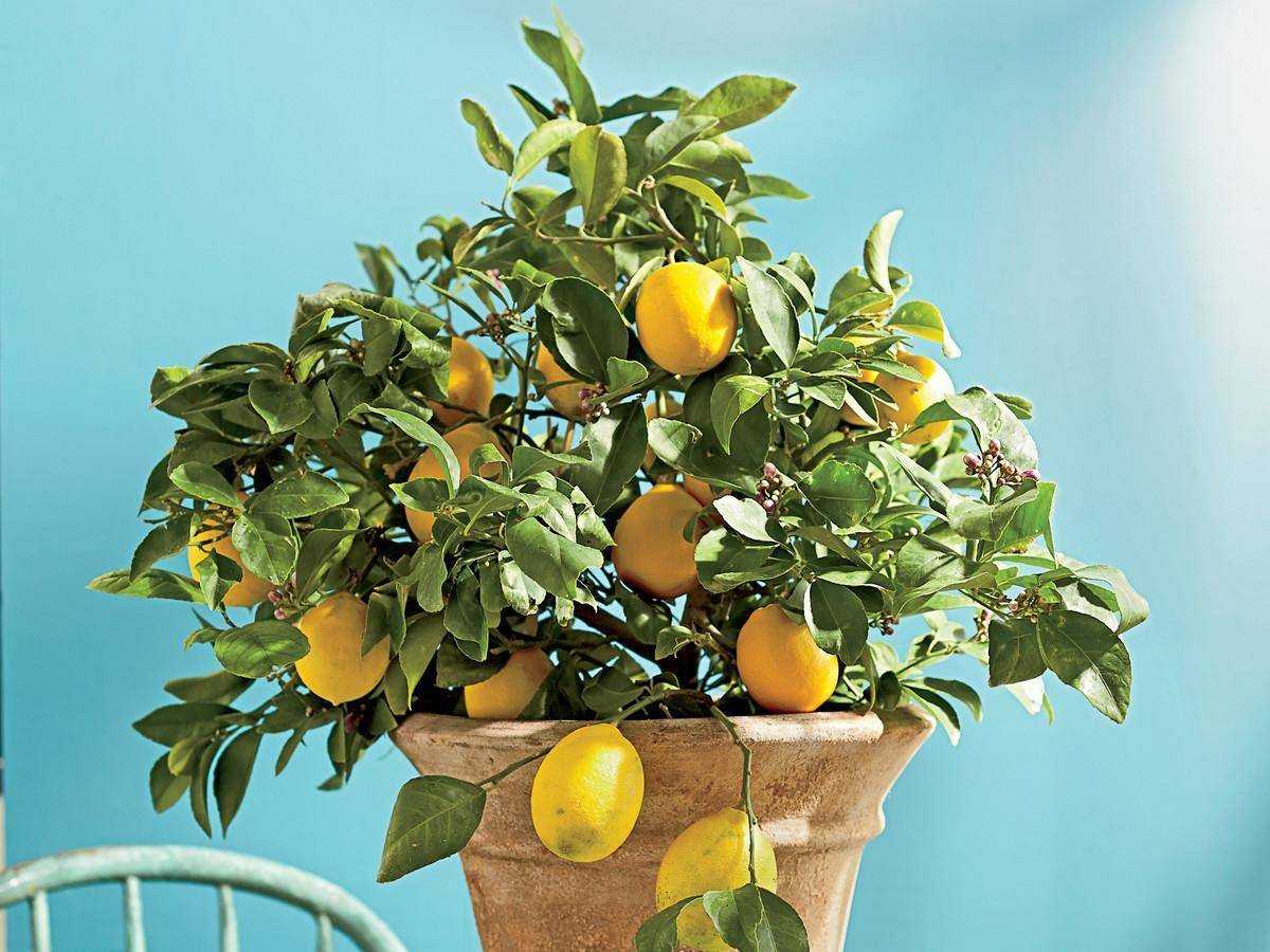 Почему у лимона скручиваются листья и как решить проблему
