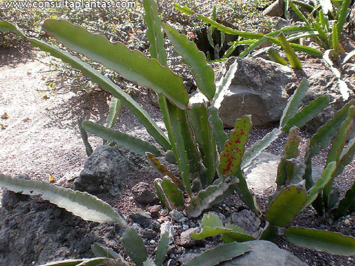 Виды кактусов: многообразие колючих питомцев