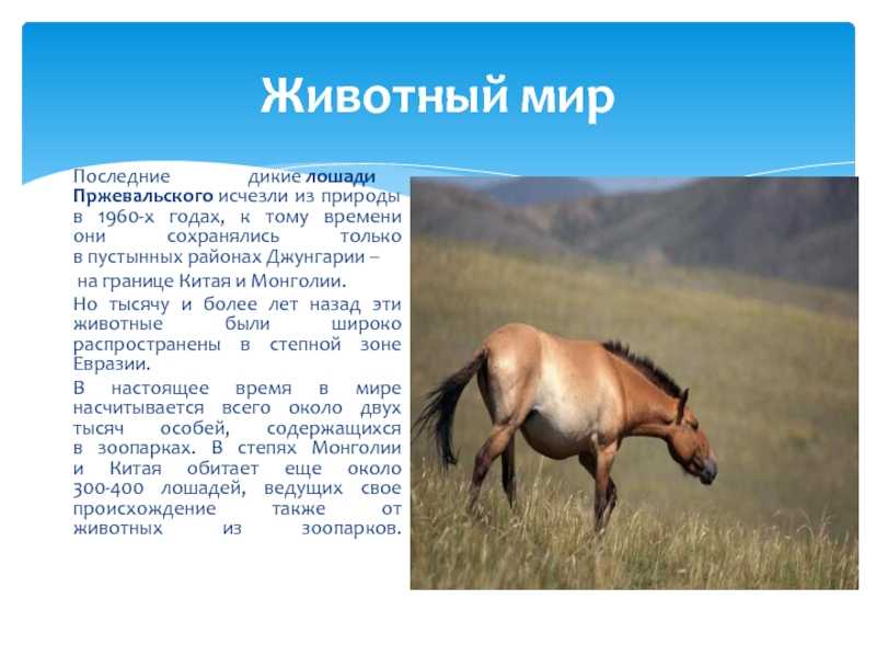 ᐉ прически для лошадей – как заплести гриву? - zooshop-76.ru