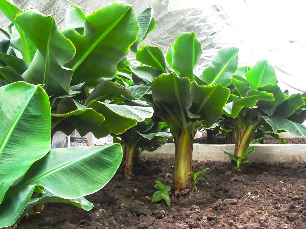 Банан selo.guru — интернет портал о сельском хозяйстве