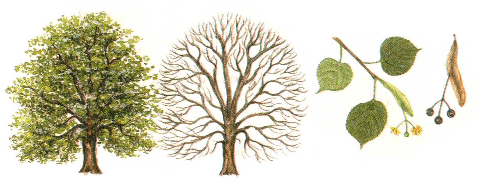 Липа – дерево с низкой поражаемостью насекомыми-вредителями, отличный медонос и отделочный материал