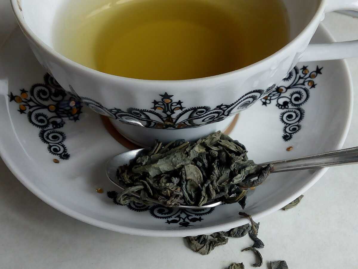 Польза и вред от чая кудин для здоровья