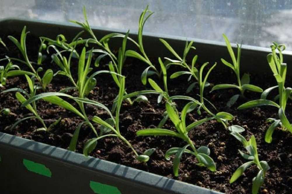 Гвоздика шабо: посадка и выращивание из семян