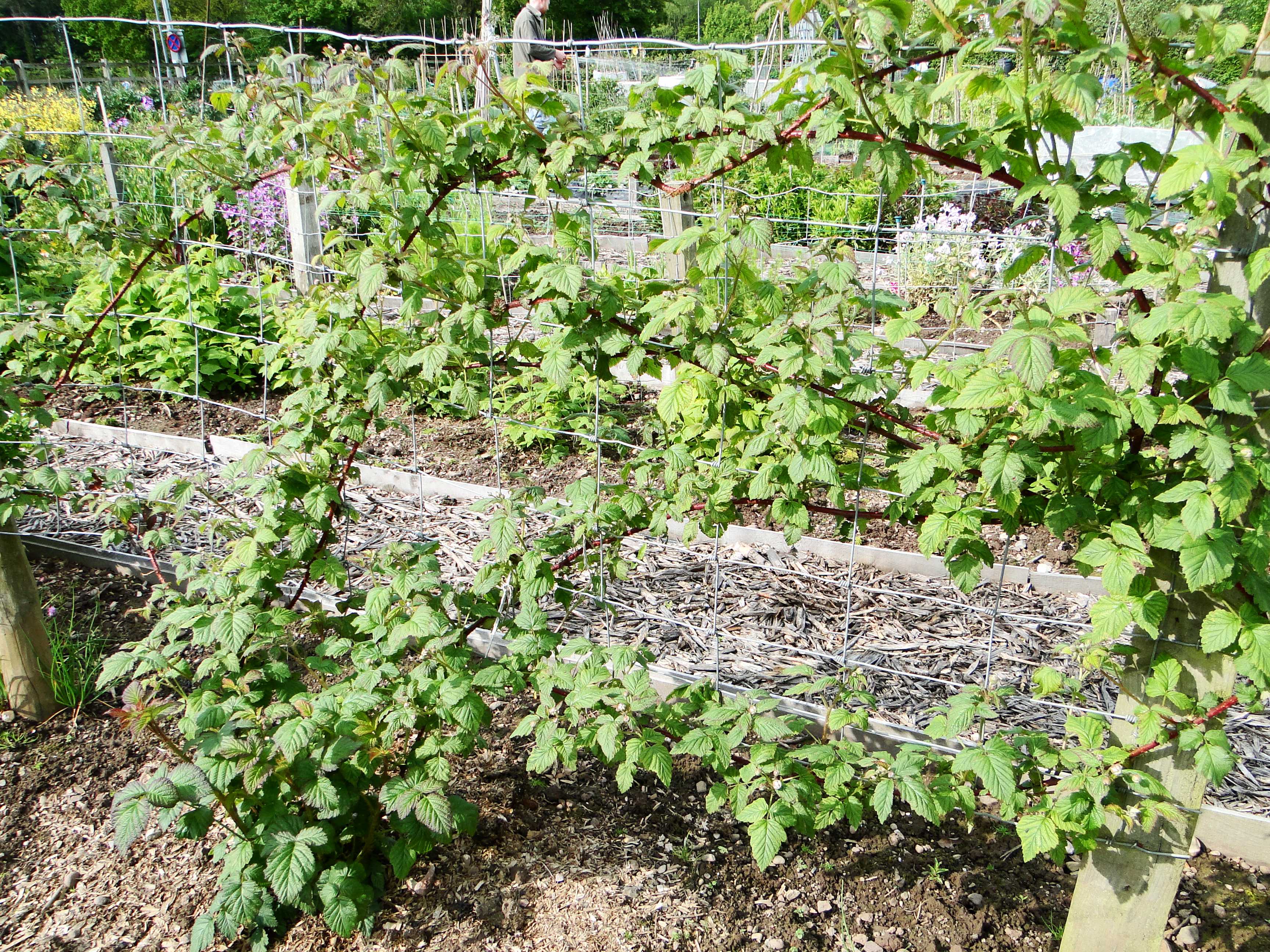 Логанберри — один из малино–ежевичных гибридов. выращивание и уход. размножение. сорта, фото