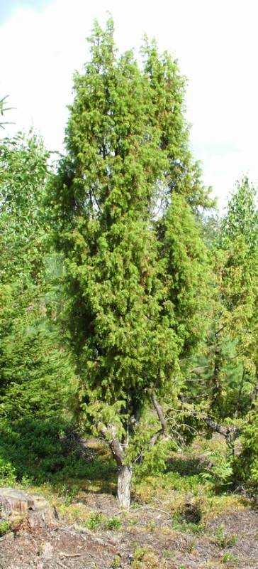 Лесной можжевельник в саду: секреты успешного выращивания
