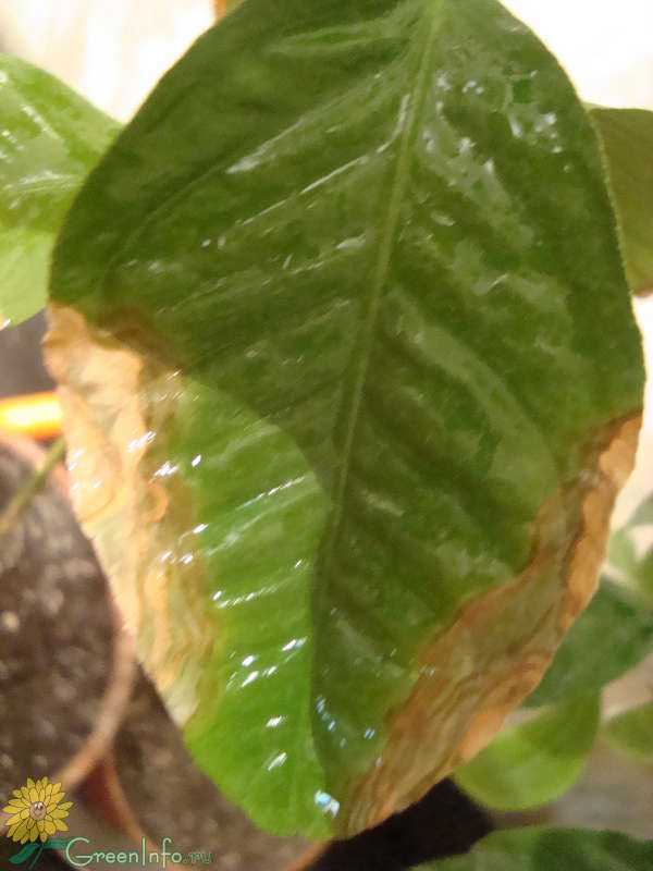 Липкие листья на комнатных растениях: почему появляется липкий налет и что делать