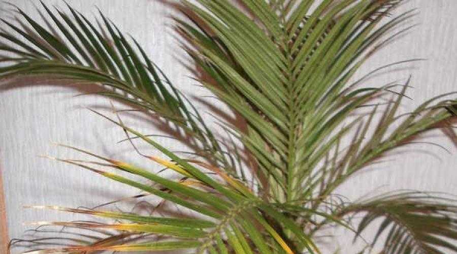 Почему сохнут листья у домашней пальмы и что делать?