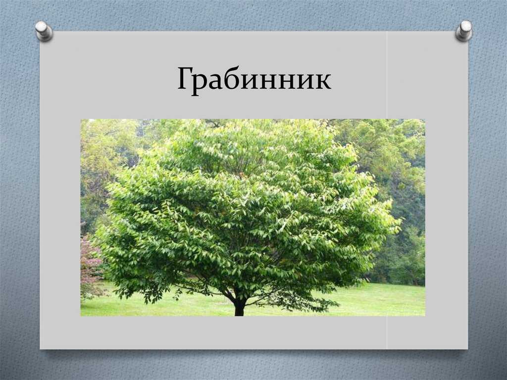 Дерево граб: фото и описание, характеристики и интересные факты :: syl.ru