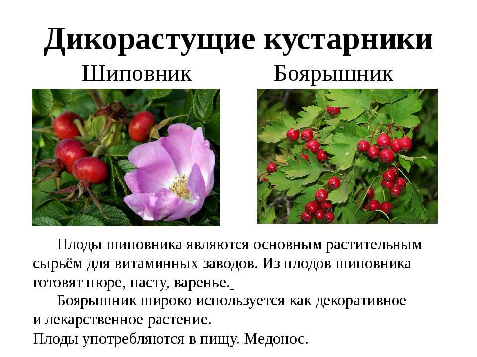 Разновидности шиповника или розы дикорастущей