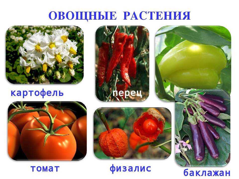 Овощные растения семейства пасленовые. значение, распространение, биологические особенности овощных культур