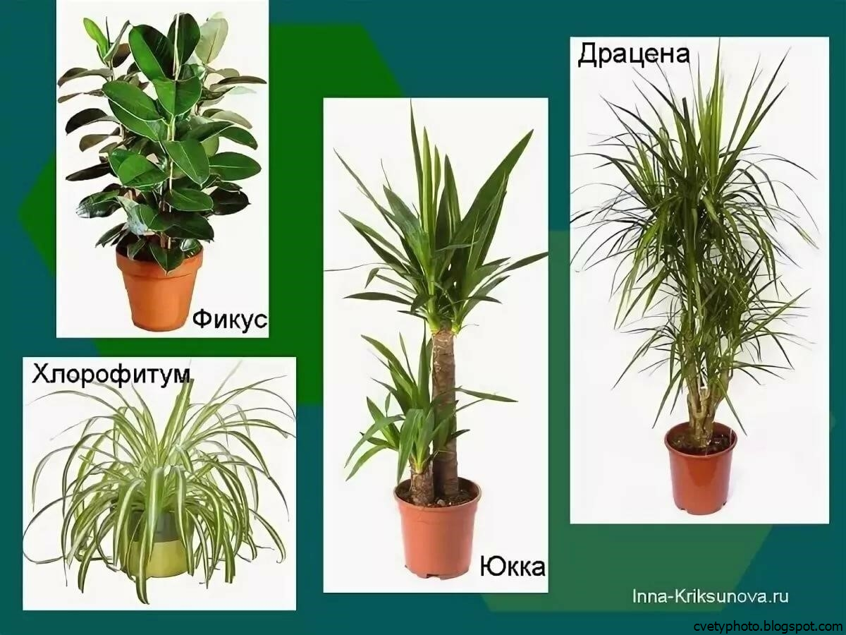 Сообщество зеленых человечков