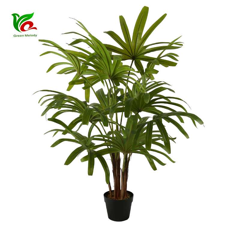 Панамская шляпная пальма - карлюдовика: выращивание из семян, уход в домашних условиях, а также описание видов растения