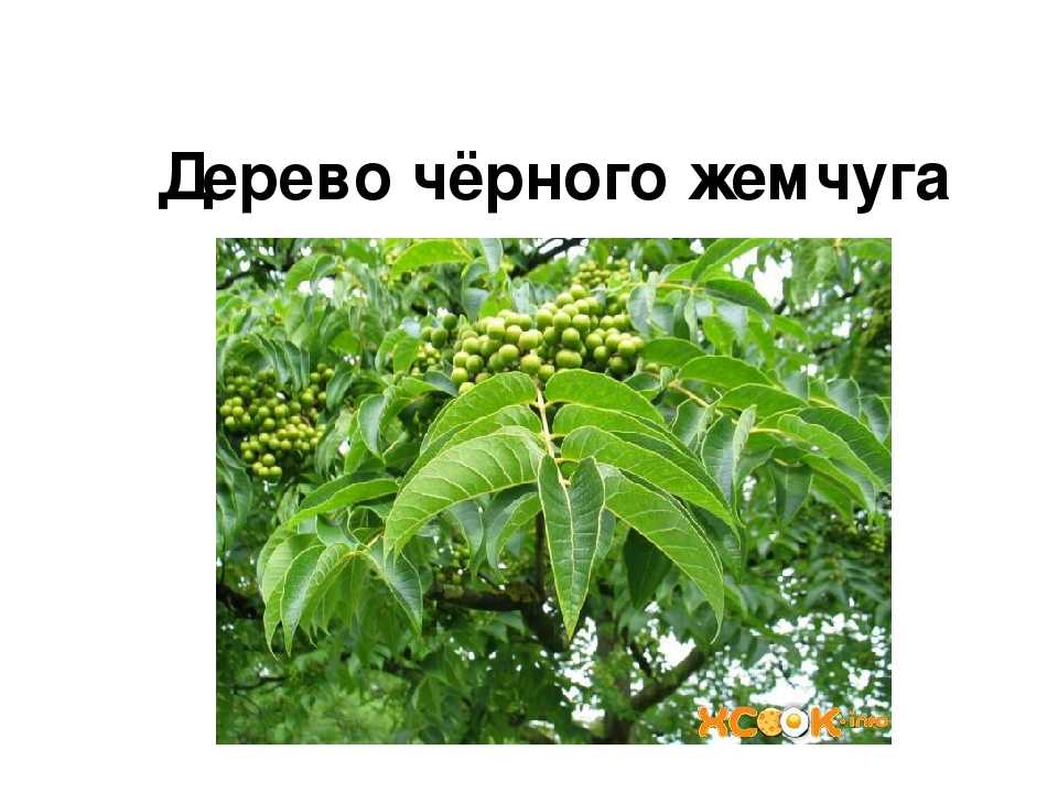 Бархат амурский, или амурское пробковое дерево