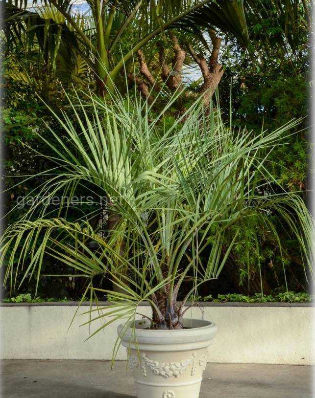 Домашняя пальма бутия: подробное описание, советы по уходу и размножению