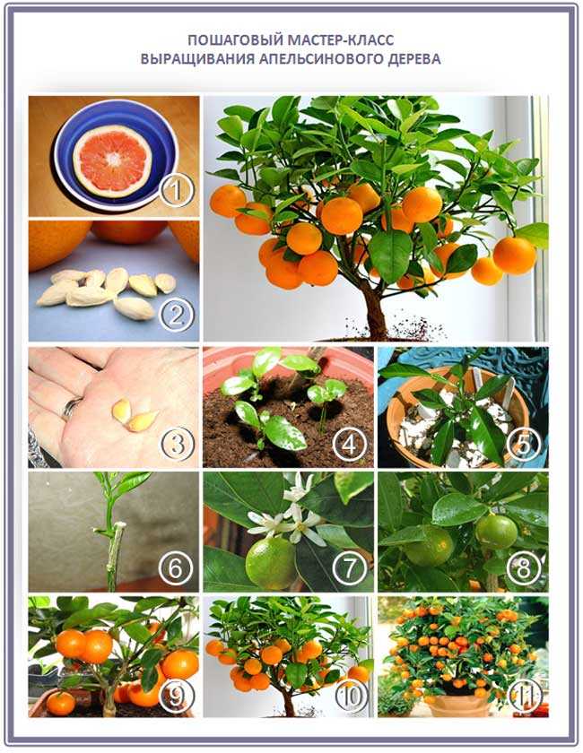 Как вырастить мандариновое дерево в домашних условиях