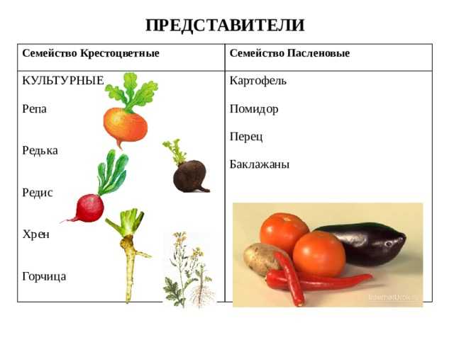 Семейство пасленовые: овощи. список, описание, характеристики. помидоры, картофель, баклажаны