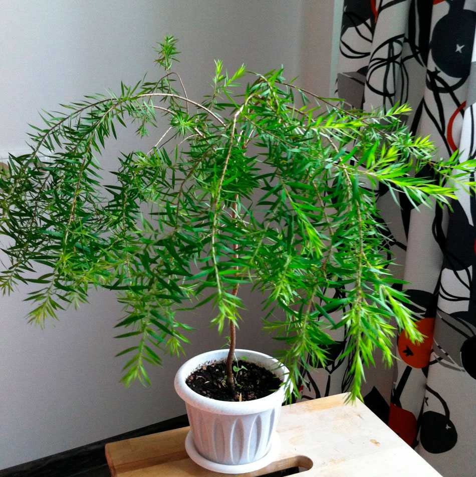Как вырастить чайное дерево в домашних условиях