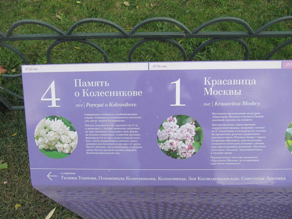 "сиреневый сад" в москве: оценка состояния и сортовое соответствие