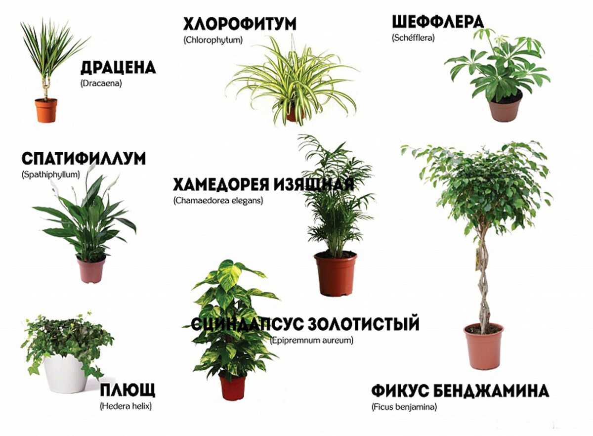 Комнатные растения декоративно-лиственные: лучшие виды