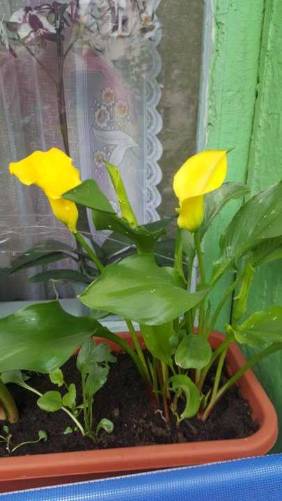 Цветок калла в горшке: посадка и уход в домашних условиях