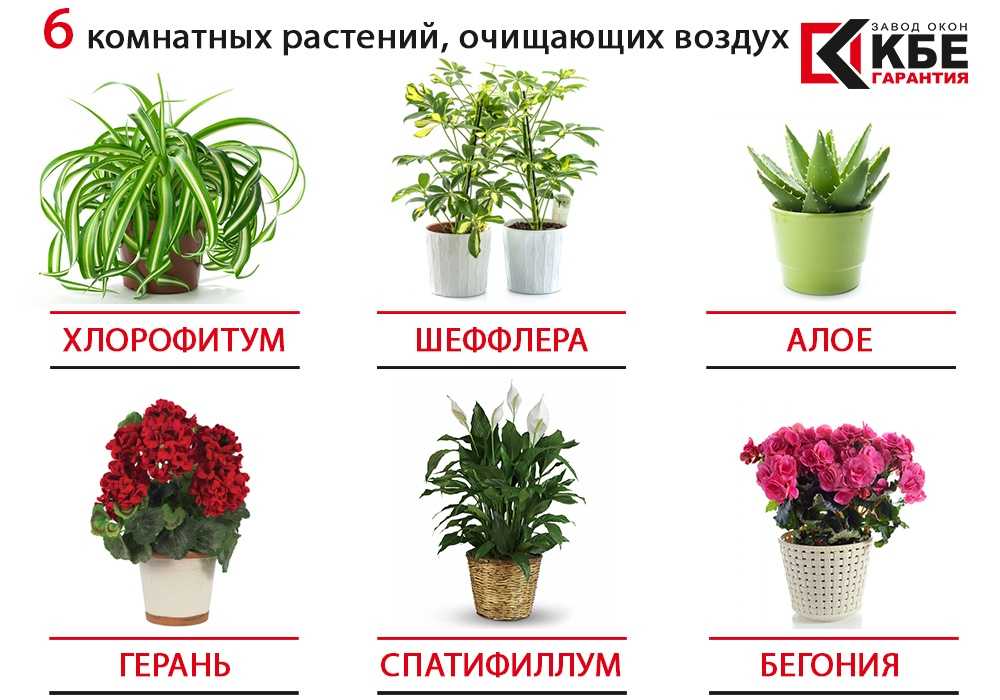 Декоративно-лиственные комнатные растения: описание пестролистных цветов, с бордовыми и полосатыми листьями, других