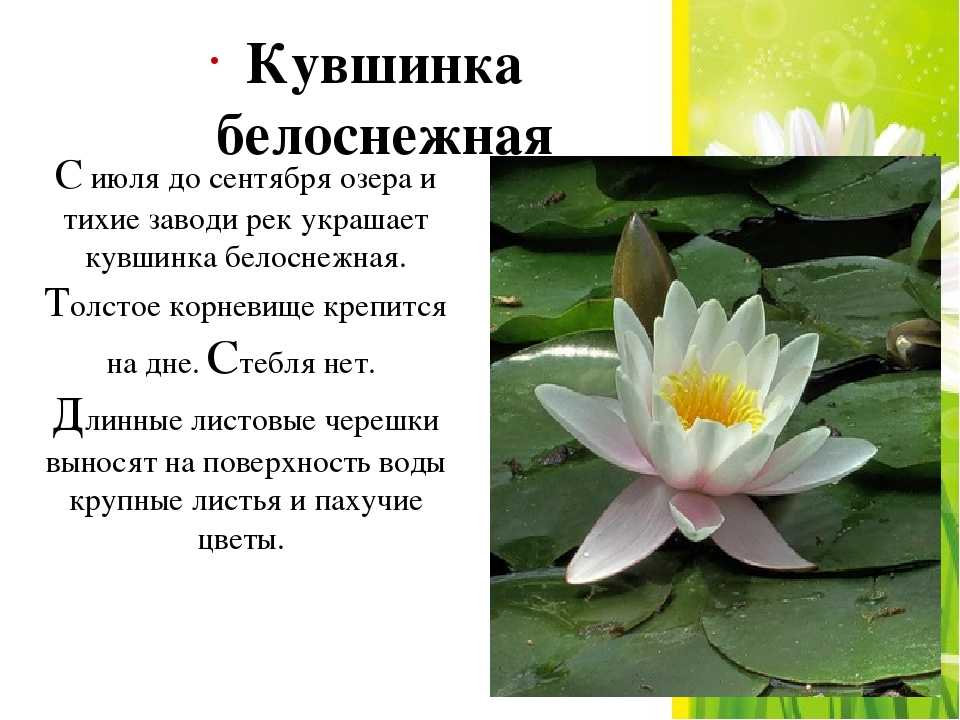 Водные растения: виды, описание, названия :: syl.ru