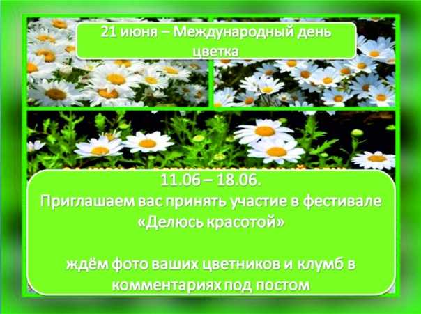 Когда празднуют фестиваль цветов в россии и какие цветы могут участвовать? как принять участие?