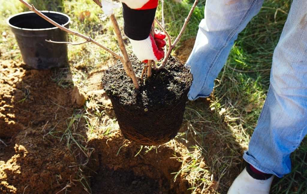 Как вырастить дуб из черенка. дуб: выращивание, размножение, обрезка