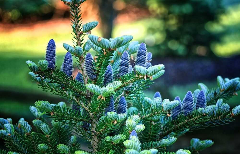 Пихта — вечнозеленое хвойное дерево