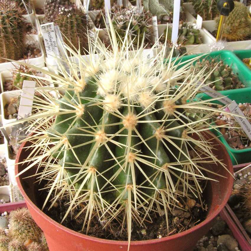 Эхинокактус грузона (echinocactus grusonii): все о выращивании