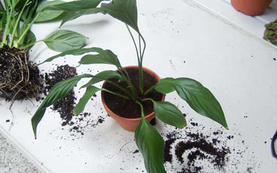 Чернеют, сохнут или желтеют листья спатифиллума - как помочь растению
