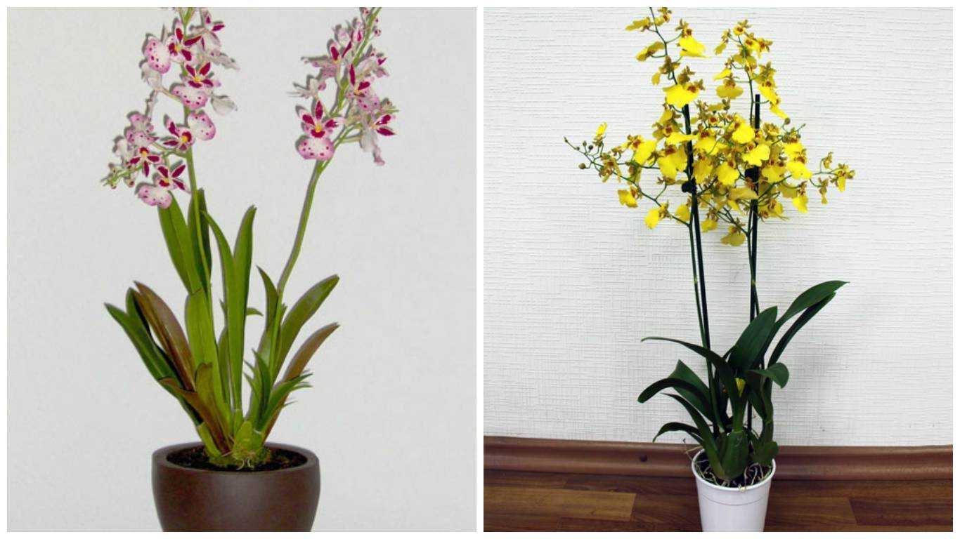 Прекрасная «бабочка» орхидея мильтония — фото и описание сортов, советы по выращиванию