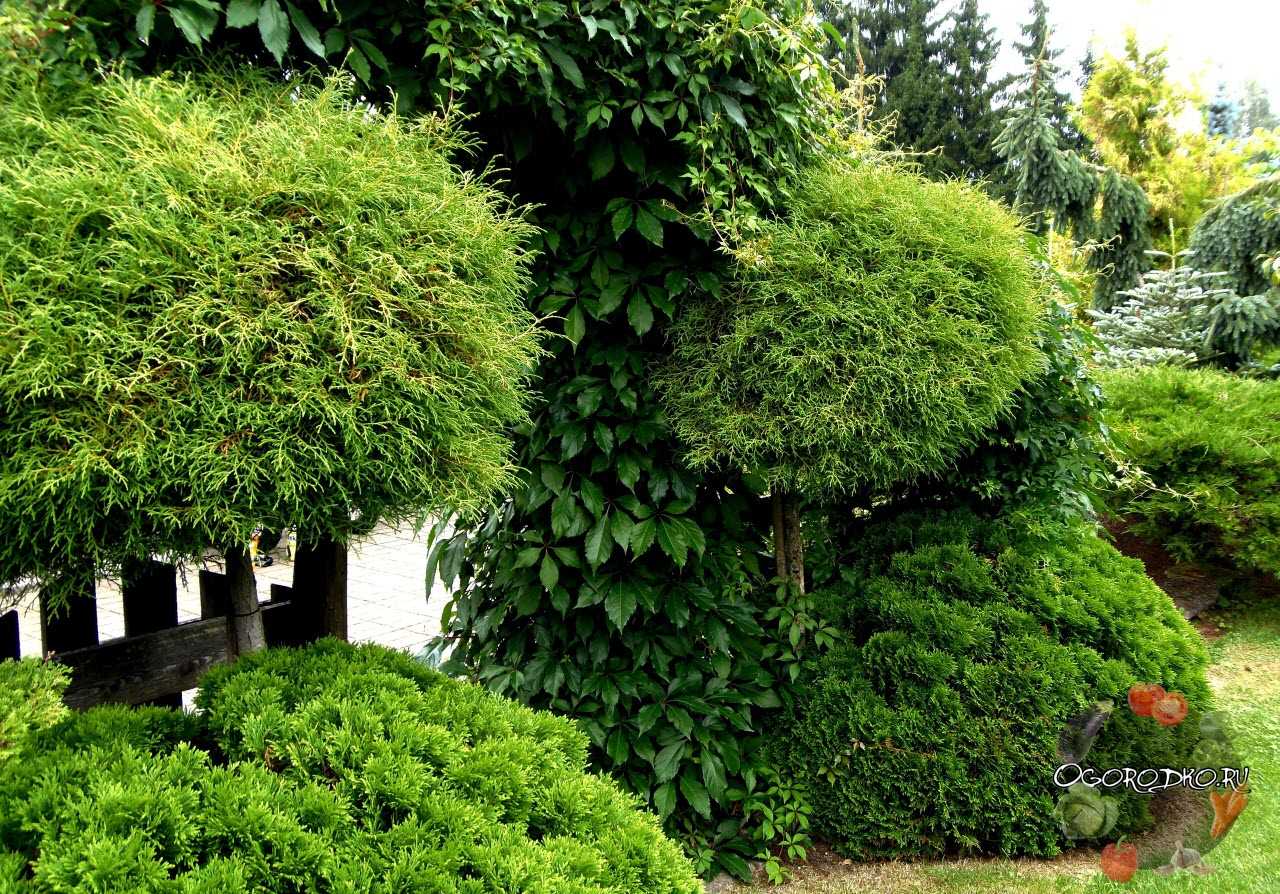 Вьющиеся растения для сада и дачи: 30 лиан с названием и фото