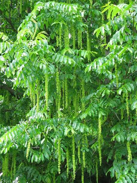 Лапина ясенелистная - pterocarya fraxinifolia - описание таксона - плантариум
