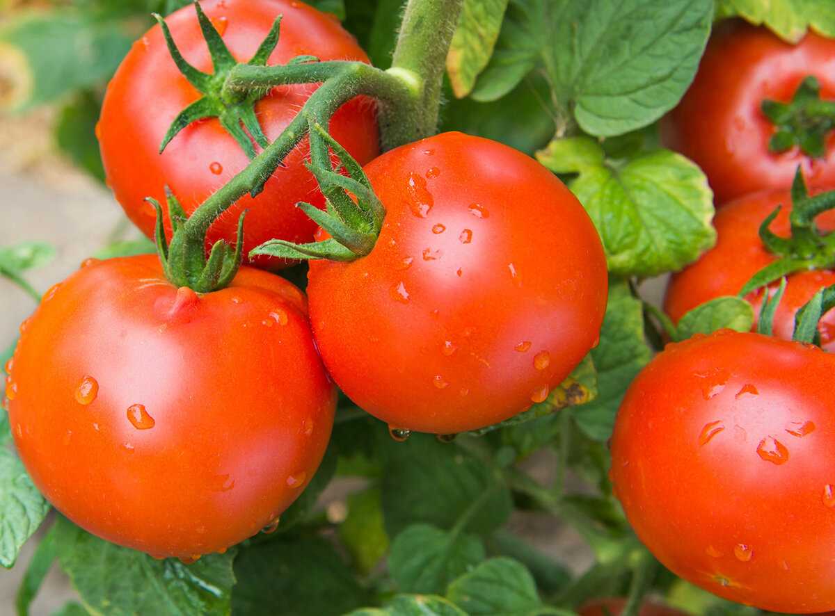 Топ-20 лучших суперранних сортов томатов для открытого грунта: выбираем подходящий вместе