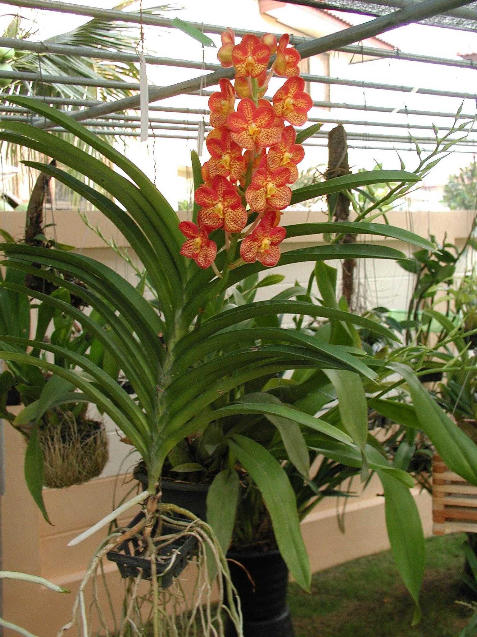 Можно ли вырастить орхидею из листа