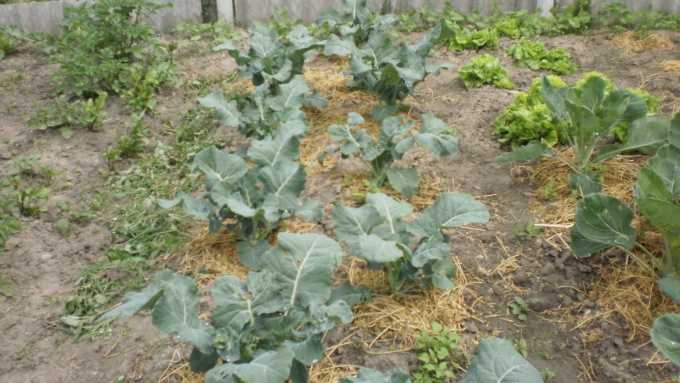 Особенности выращивания капусты брокколи