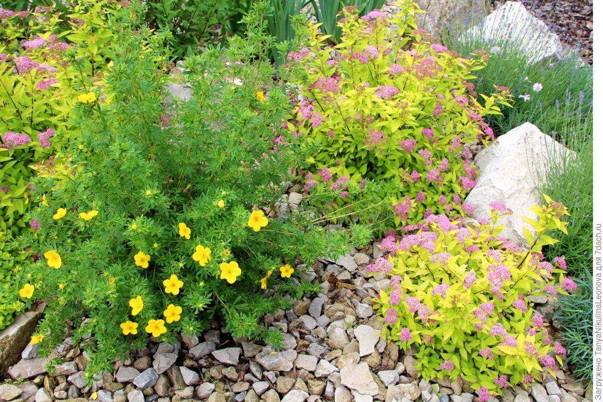 Лапчатка кустарниковая – уход и выращивание, сорта с фото